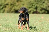 DOBERMANN 351